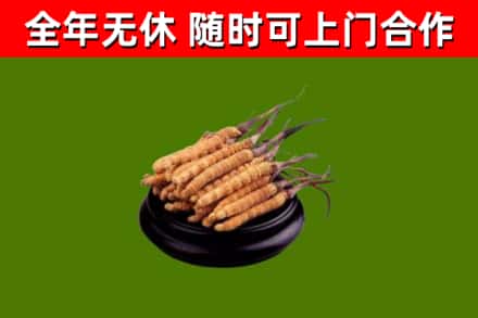 荷泽回收冬虫夏草