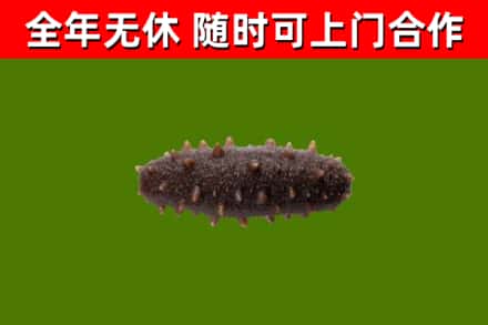 荷泽回收海参干